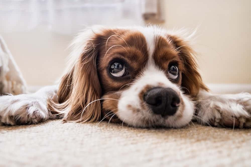Seguro para perros